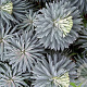 Euphorbia char. 'Blue Wonder' GM P9