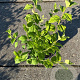 Philadelphus 'Belle Etoile' 30-40 cm 3,0L