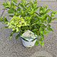 Hydrangea pan. Little Lime 40-50 cm 5,0L
