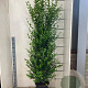 Ligustrum ovalifolium 175-200 cm 15L