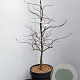 Acer pal. 'Garnet' 100-125 cm 10L