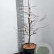 Acer pal. 'Garnet' 100-125 cm 10L