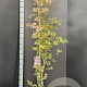 Acer pal. 'Atropurpureum' 150-175 cm 20L