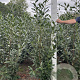 Prunus l. 'Caucasica' 175-200 cm met kluit