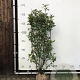 Photinia fraseri 'Red Robin' 140-160 cm met kluit