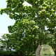 Catalpa speciosa 10-12 HO draadkluit