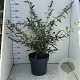 Buddleja d. 'Black Knight' 80-100 cm 12L