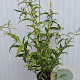 Buddleja d. 'White Profusion' 80-100 cm 5,0L