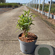 Buddleja d. 'White Profusion' 80-100 cm 5,0L