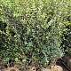 Osmanthus burkwoodii 100-120 cm met kluit
