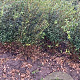 Osmanthus burkwoodii 100-120 cm met kluit