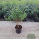 Osmanthus burkwoodii 80-100 cm 20L