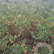 Sambucus nigra 150-175 cm met kluit