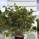 Viburnum plic. 'Mariesii' 100-125 cm 20L