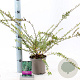 Lonicera nit. 'Elegant' 20-30 cm C1.5