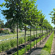 Ulmus 'Homestead' 12-14 HO draadkluit