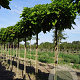 Catalpa bignonioides 'Nana' 14-16 HO draadkluit