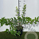 Lonicera purpusii 'Winter Beauty' 40-50 cm 3,0L