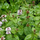 Mentha pip. 'Black Mitcham' GM  P11