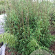 Fargesia 'Jiuzhaigou 2' 75-90 cm 2,5L