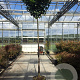 Prunus l. Etna 10-12 cm container 200 cm stam