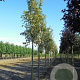 Acer plat. 'Drummondii' 10-12 HO container