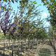 Prunus accolade 8-10 HO wortelgoed 225 cm stam
