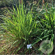Cymbopogon flexuosus GM P13 Biologisch