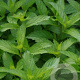 Mentha piperita 'Swiss' GM P13 Biologisch