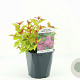 Spiraea jap. 'Goldflame' 20-30 cm 2,0L
