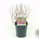 Spiraea jap. 'Goldflame' 20-30 cm 2,0L