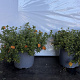Potentilla f. 'Red Ace' 20-30 cm 2,0L