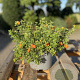 Potentilla f. 'Red Ace' 20-30 cm 2,0L