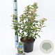 Viburnum tinus 30-35 cm 3,0L