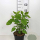 Hydrangea a. 'Annabelle' 30-40 cm 3,0L