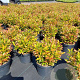 Leucothoe 'Zeblid' 30-40 cm 5,0L
