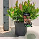 Leucothoe 'Zeblid' 20-30 cm 2,0L