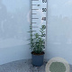 Perovskia 'Blue Spire' 20-30 cm 2,0L