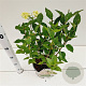 Hydrangea pan. Little Lime 30-40 cm 3,0L