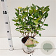 Hydrangea pan. Little Lime 30-40 cm 3,0L