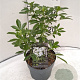 Choisya ternata 20-30 cm 2,0L