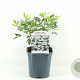 Choisya ternata 20-30 cm 2,0L