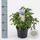 Choisya ternata 20-30 cm 2,0L