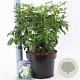 Choisya ternata 30-40 cm 5,0L