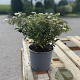 Spiraea jap. 'Albiflora' 20-30 cm 2,0L
