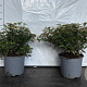 Spiraea jap. 'Albiflora' 20-30 cm 2,0L
