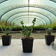 Ilex crenata 'Caroline Upright' 10-20 cm P9