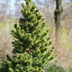 Picea glauca GM C5