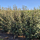 Elaeagnus ebbingei 175-200 cm draadkluit extra