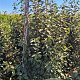 Elaeagnus ebbingei 175-200 cm draadkluit extra